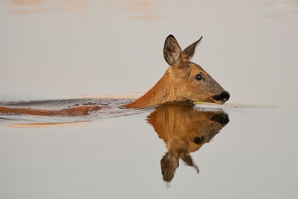 Practicing her delightful morning swim... art print by Andreas Feldtkeller for $57.95 CAD