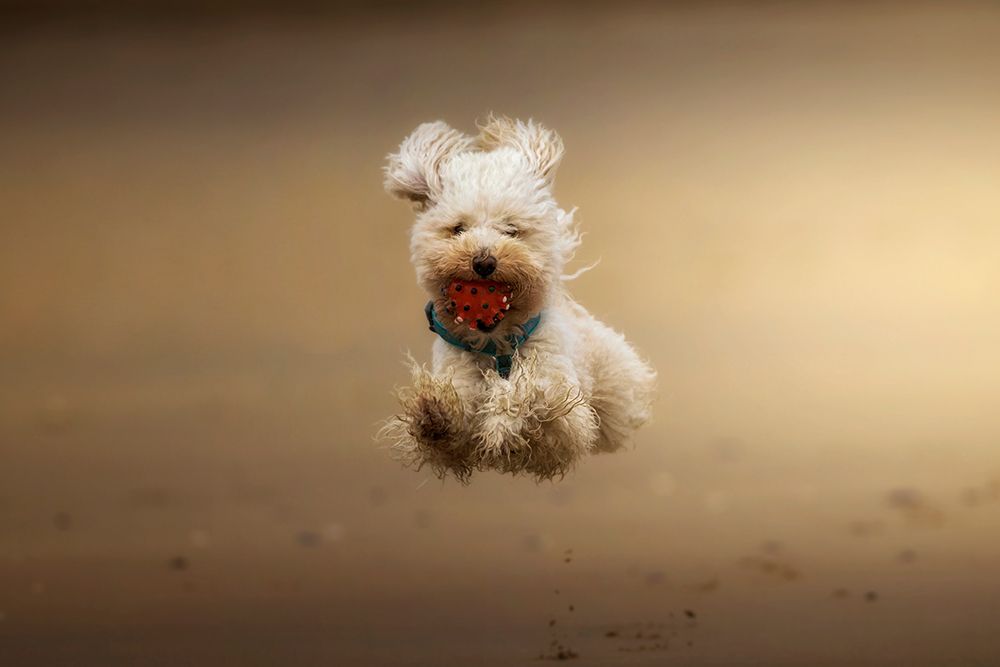 Happy. art print by Sergio Saavedra Ruiz for $57.95 CAD