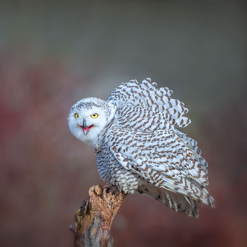 Calling art print by Fion Wong for $57.95 CAD
