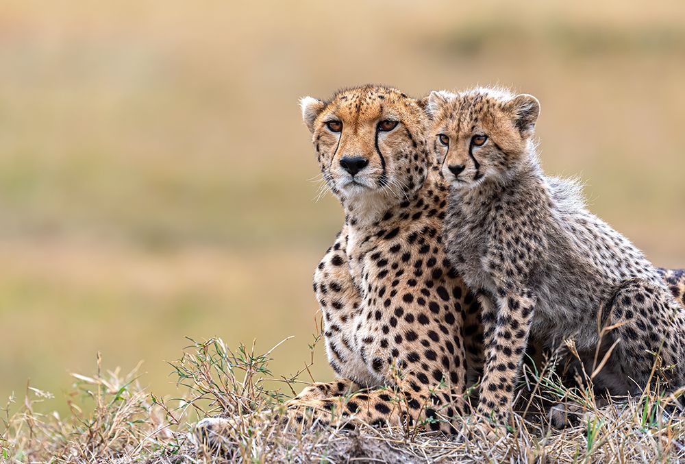 Cheetah Cub With  Mom art print by Jie Fischer for $57.95 CAD