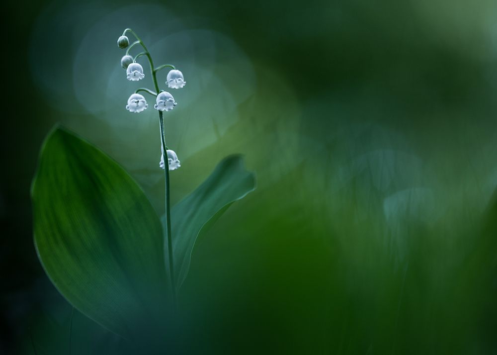 Lilly Of The Valley art print by Petra Dvorak for $57.95 CAD
