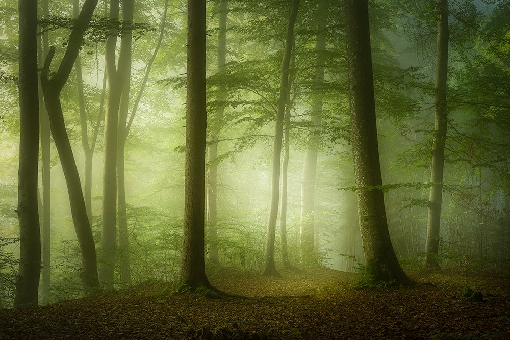 Mysterious Spring Morning art print by Norbert Maier for $57.95 CAD