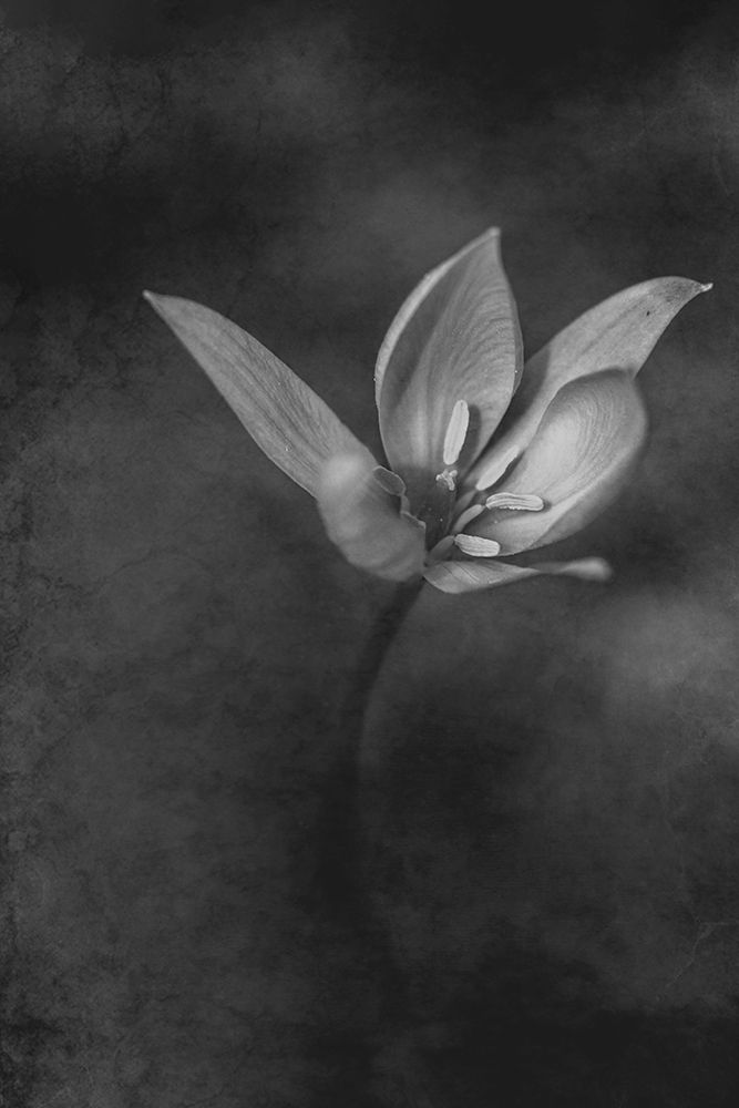 The Crocus art print by Cicek Kiral for $57.95 CAD
