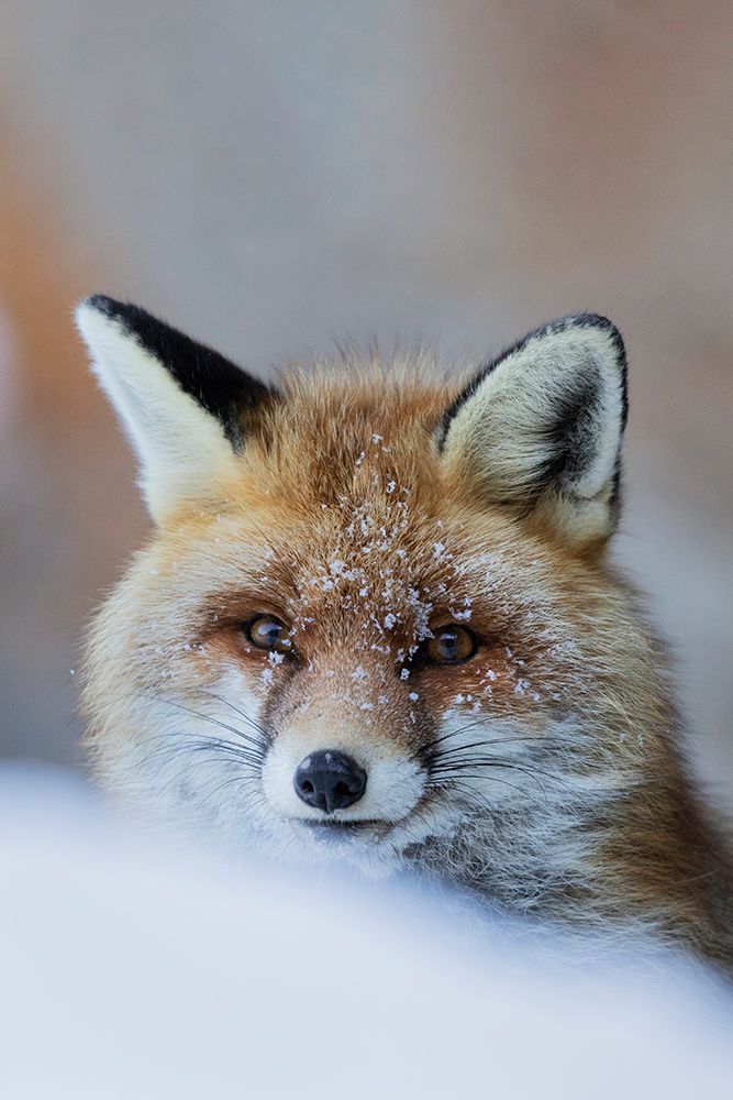 Red Fox art print by Paolo Bolla for $57.95 CAD