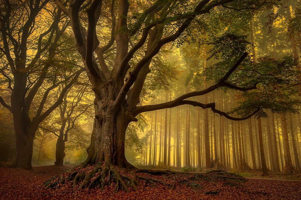 Old Tree...... art print by Piet Haaksma for $57.95 CAD