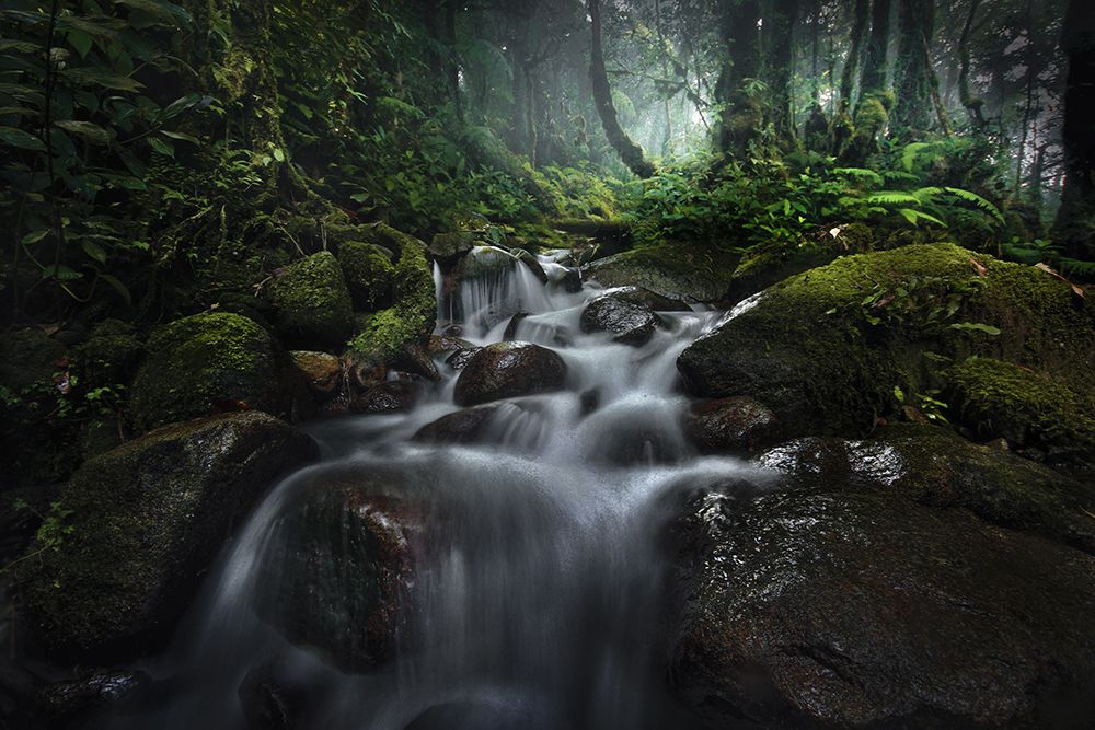 Borneo Rainforest art print by Hary Muhammad for $57.95 CAD