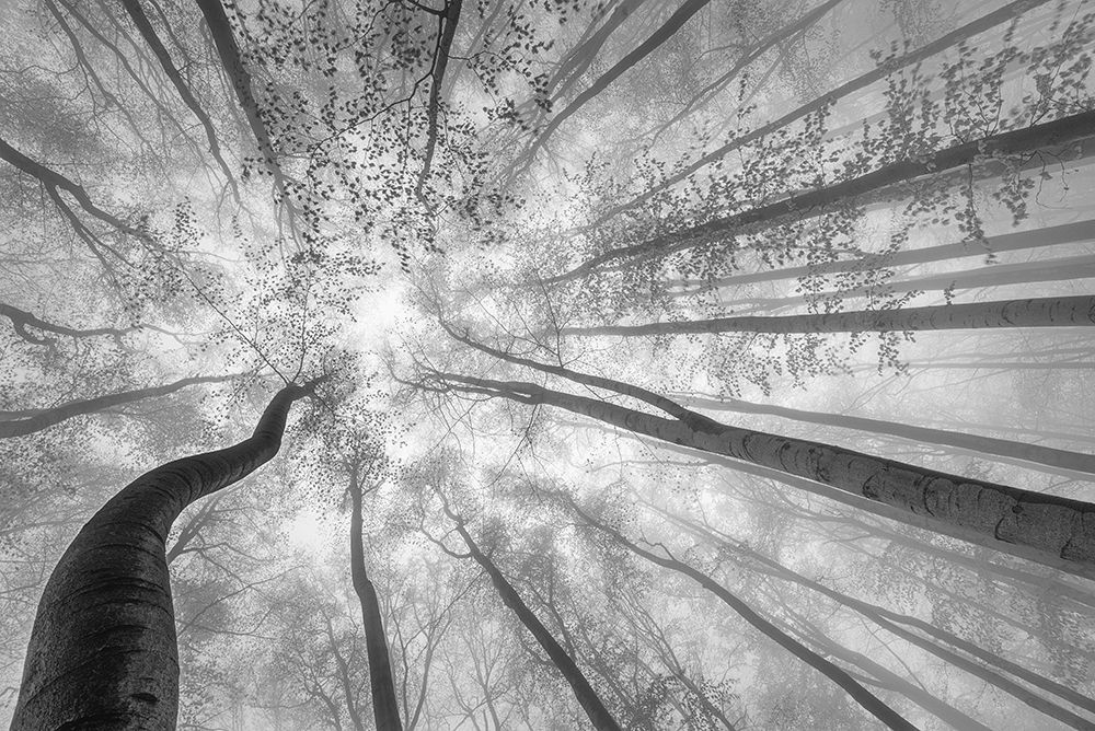 Spring Crown Of Trees art print by Tom Pavlasek for $57.95 CAD