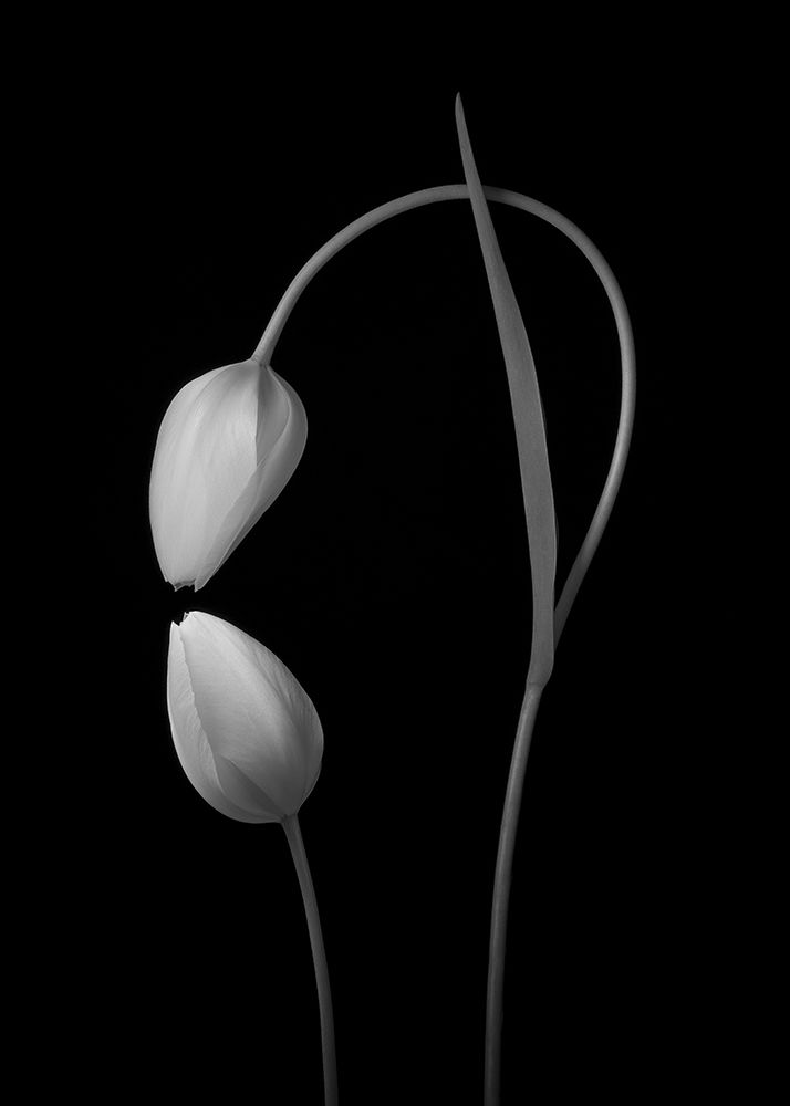 Flowers Love art print by Tony Xu for $57.95 CAD