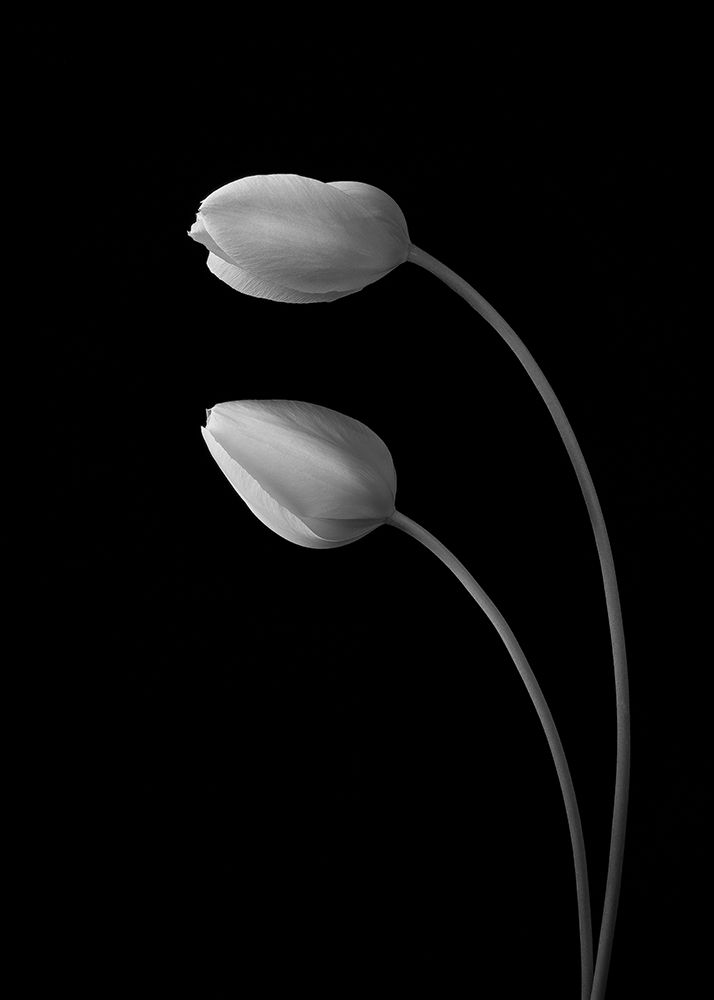 Flowers Love art print by Tony Xu for $57.95 CAD