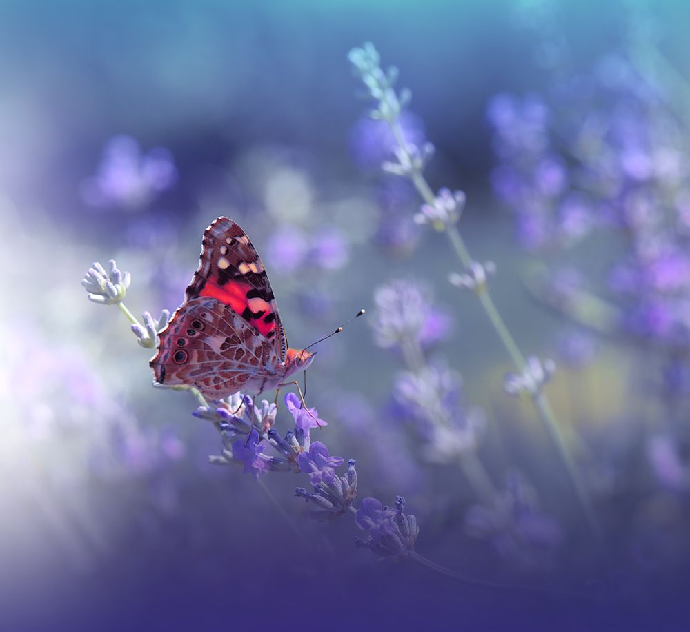 Queen Of Flowers.. art print by Juliana Nan for $57.95 CAD