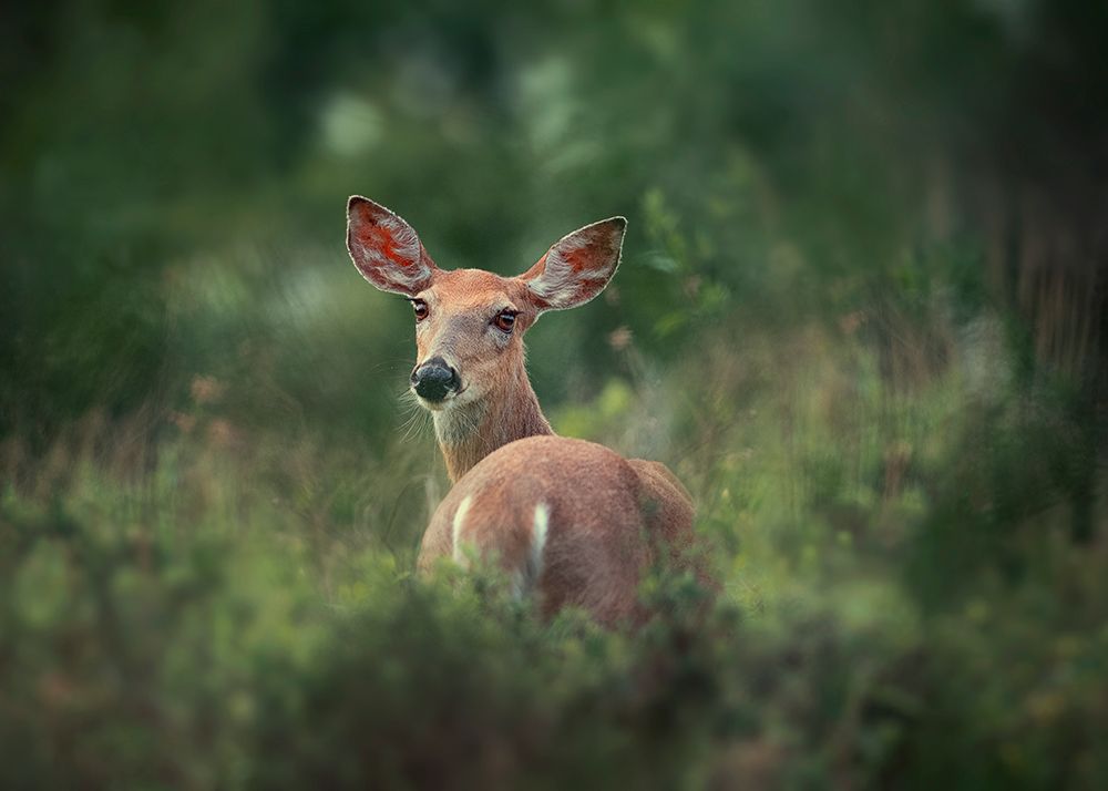 Doe-eyed art print by Rob Li for $57.95 CAD