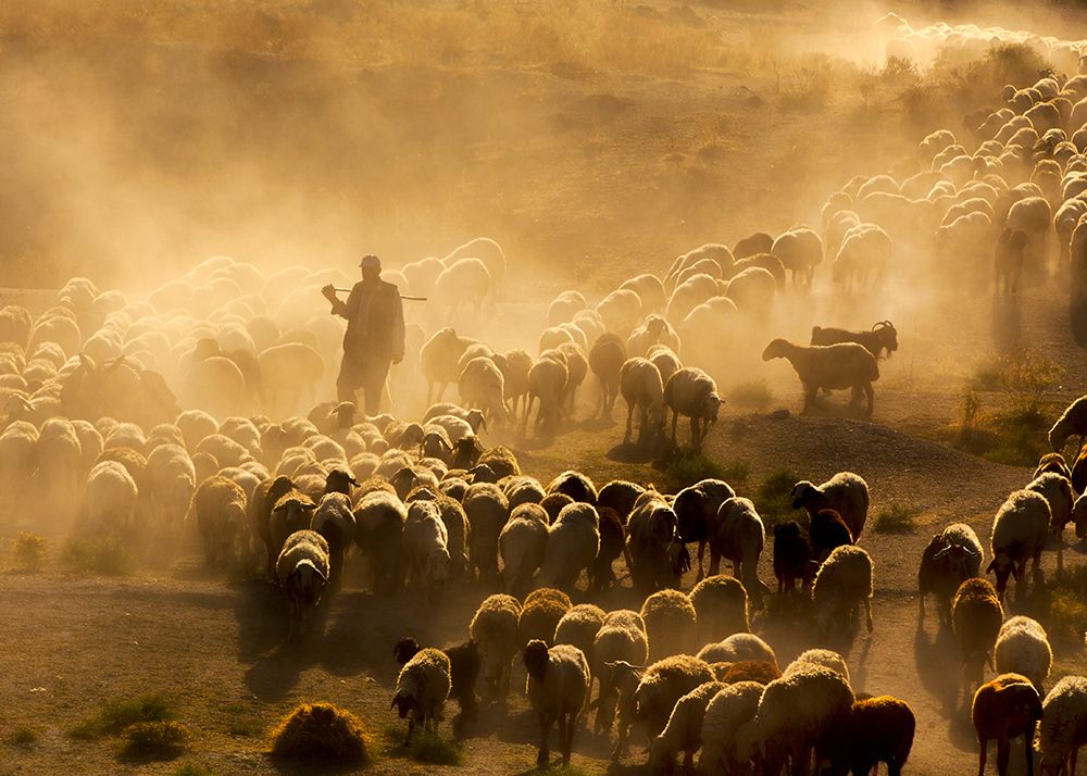 Shep Herd art print by Feyzullah Tunc for $57.95 CAD