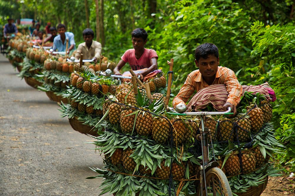 Transporting Pineapples art print by Azim Khan Ronnie for $57.95 CAD