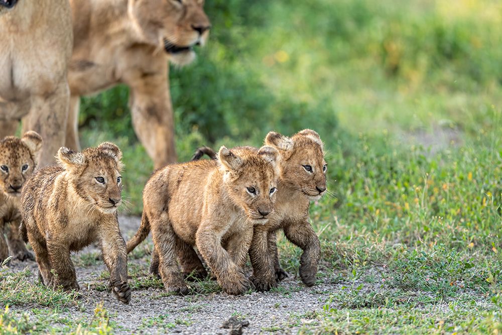 Kittens on the March art print by Jeffrey C. Sink for $57.95 CAD