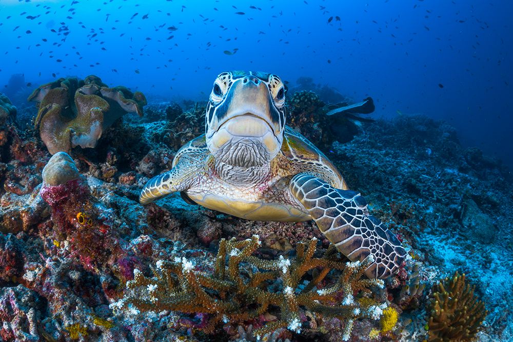 Face To Face With A Green Turtle art print by Barathieu Gabriel for $57.95 CAD