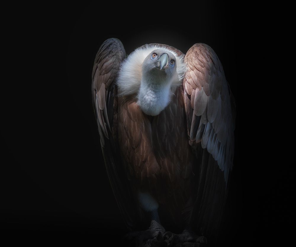 observant art print by Kamera for $57.95 CAD