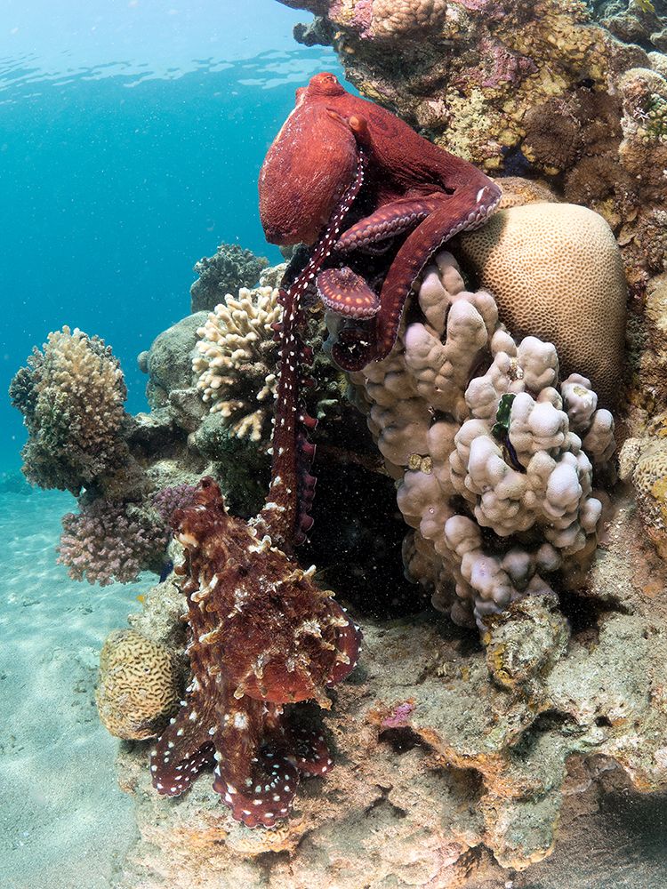 Octopus Mating art print by Ilan Ben Tov for $57.95 CAD