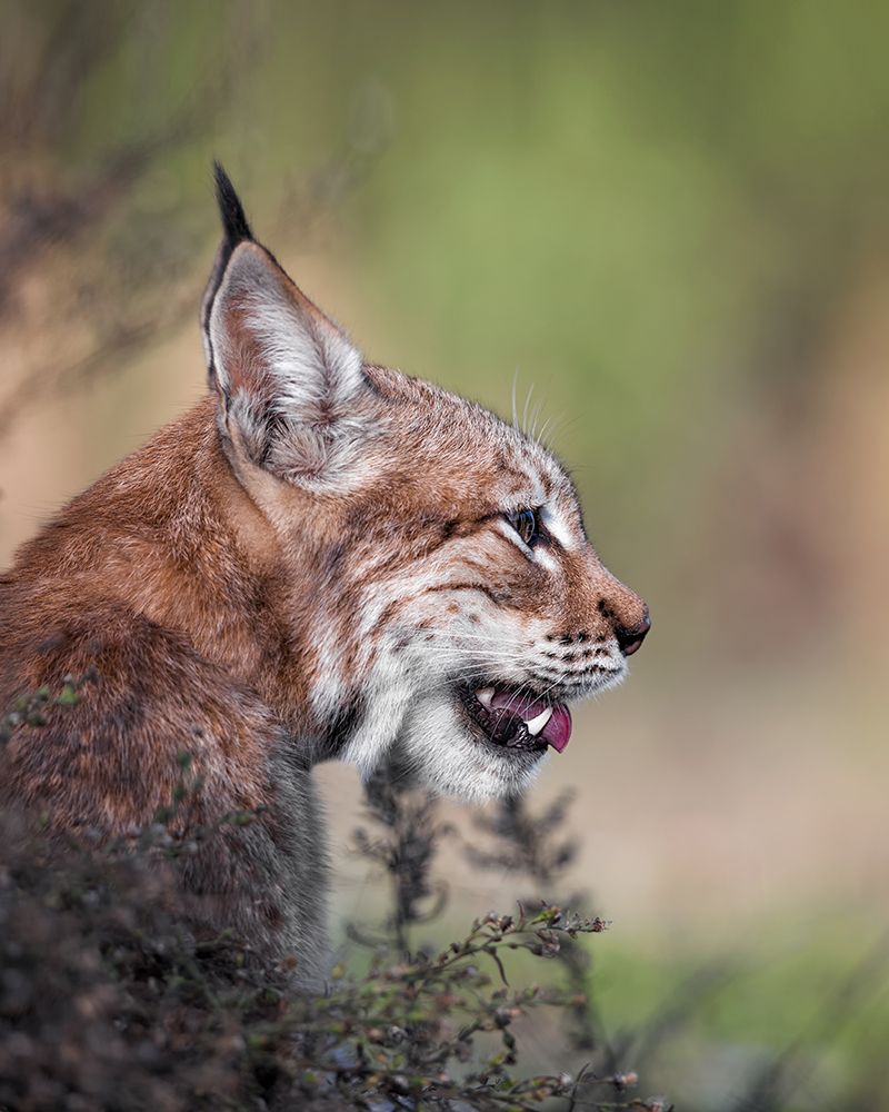 Lynx art print by fegari for $57.95 CAD