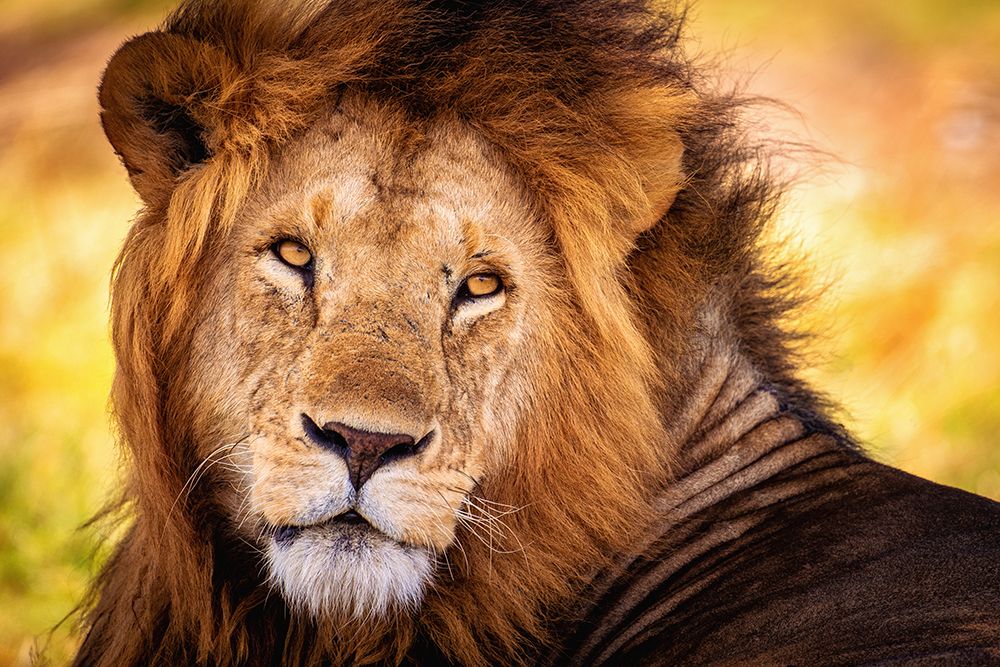 King Doa art print by Mohammed Alnaser for $57.95 CAD