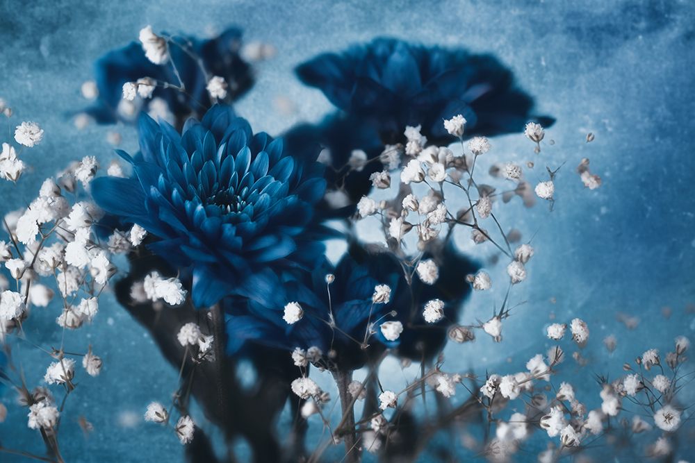 Dahlia art print by Mike Kreiten for $57.95 CAD