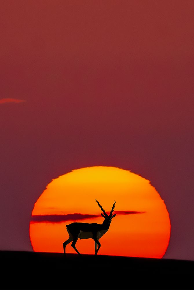 Sun Crossing art print by Abdul Saleem for $57.95 CAD