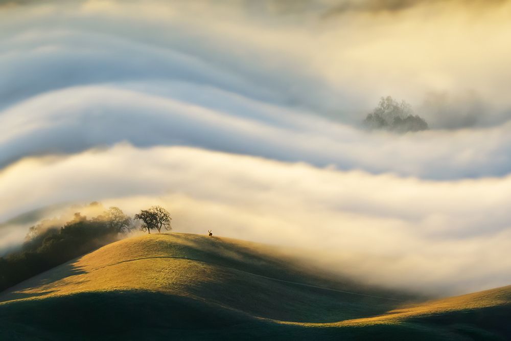 morning fog art print by wei lian for $57.95 CAD