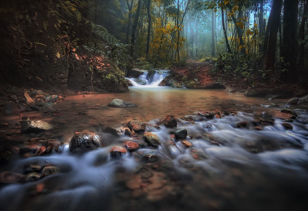 Borneo Rainforest art print by Hary Muhammad for $57.95 CAD
