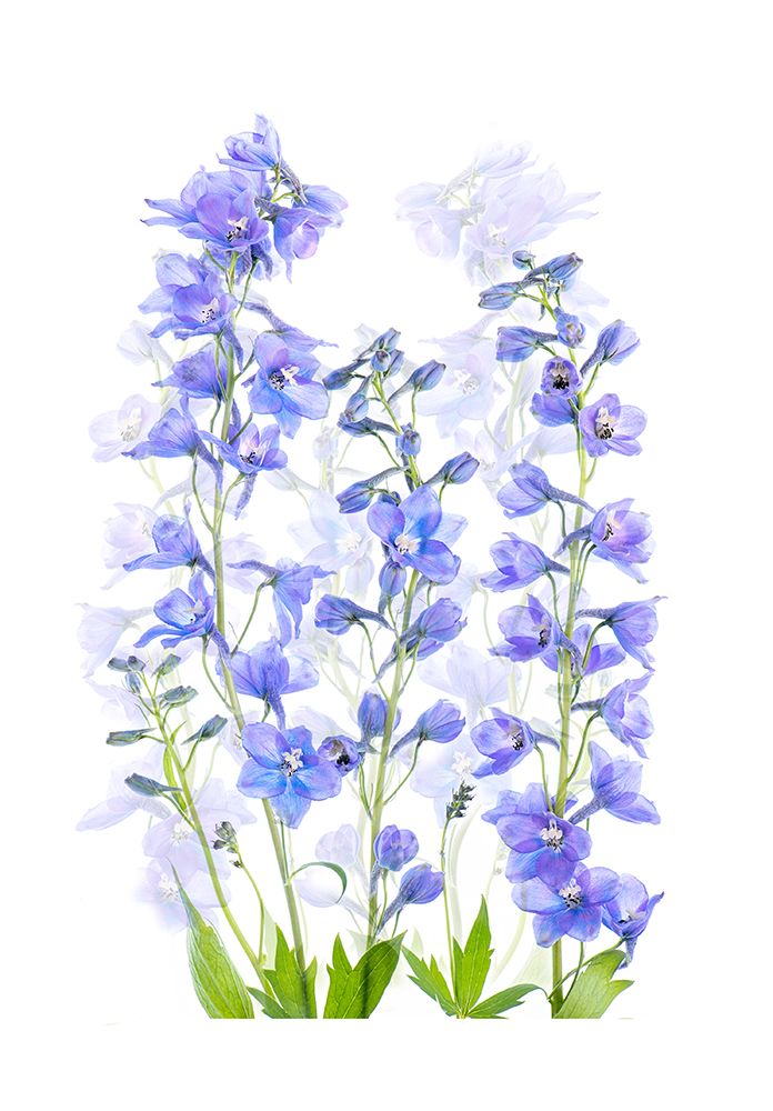Delphinium art print by Jacky Parker for $57.95 CAD