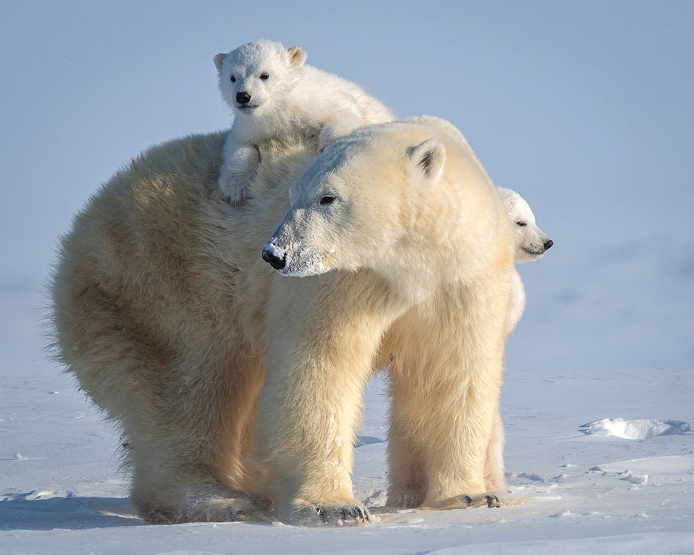 Mischievous Little Polar Bear art print by Hung Tsui for $57.95 CAD