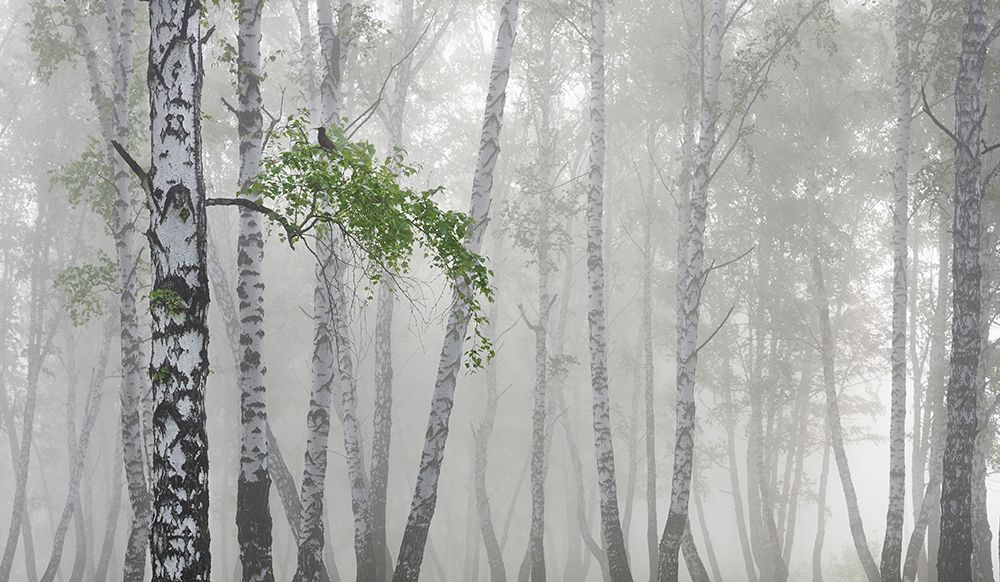 Non-Flying Weather art print by Sergey Romanchuk for $57.95 CAD