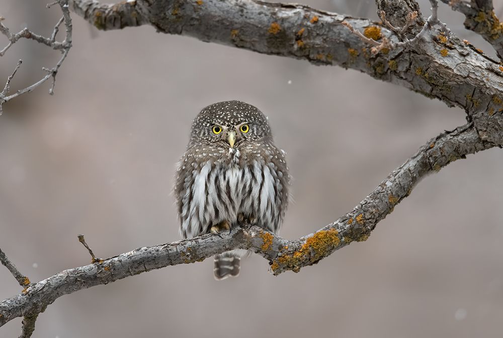 Little Guy In The Snow art print by Greg Barsh for $57.95 CAD