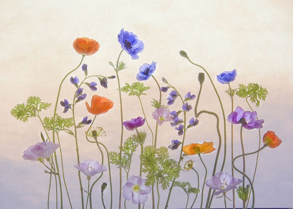 Poppy A Anemone art print by Catherine W. for $57.95 CAD