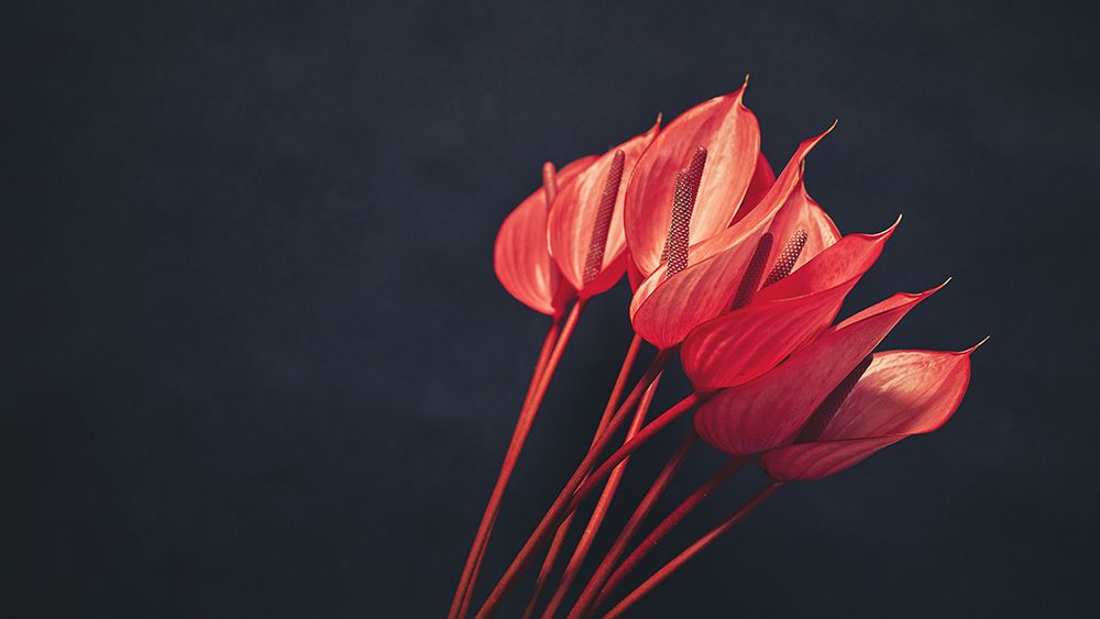 red flowers art print by Lech Radecki for $57.95 CAD