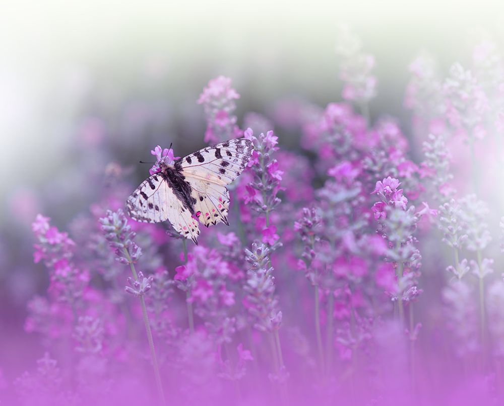 Queen Of Flowers..II art print by Juliana Nan for $57.95 CAD