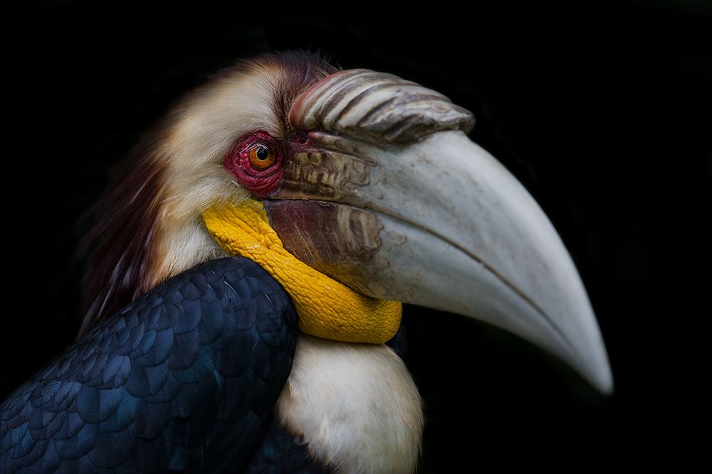 Wreathed hornbill by C.S. Tjandra
