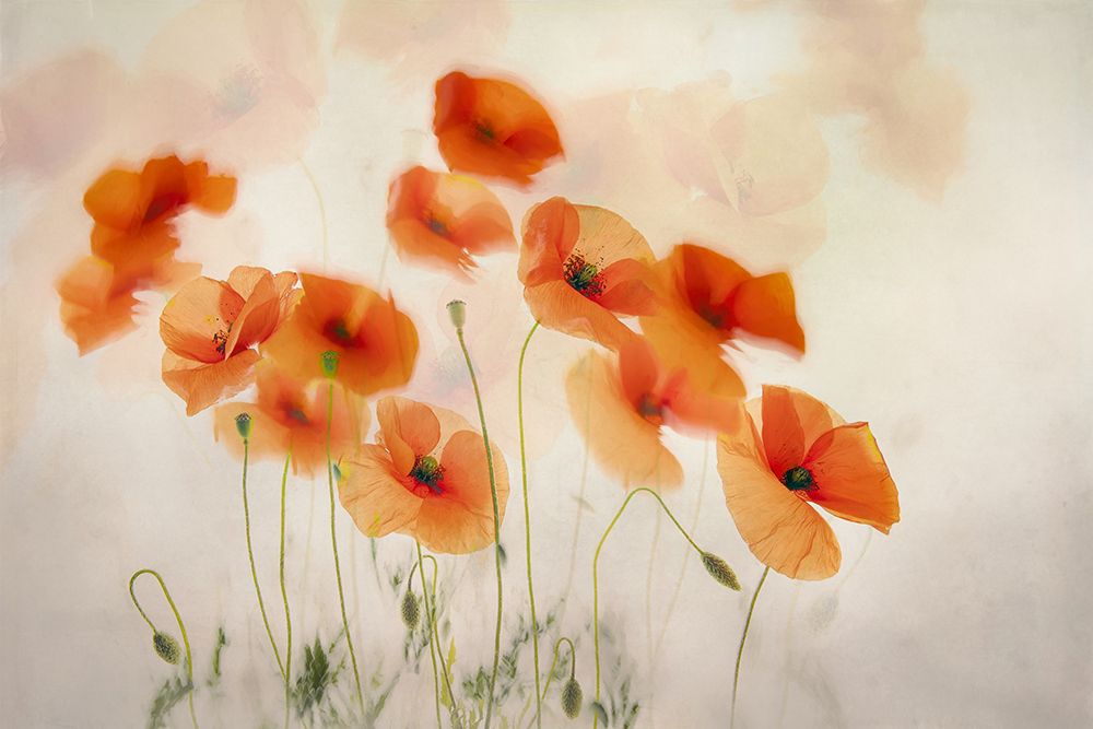 Waving In The Wind art print by Nel Talen for $57.95 CAD
