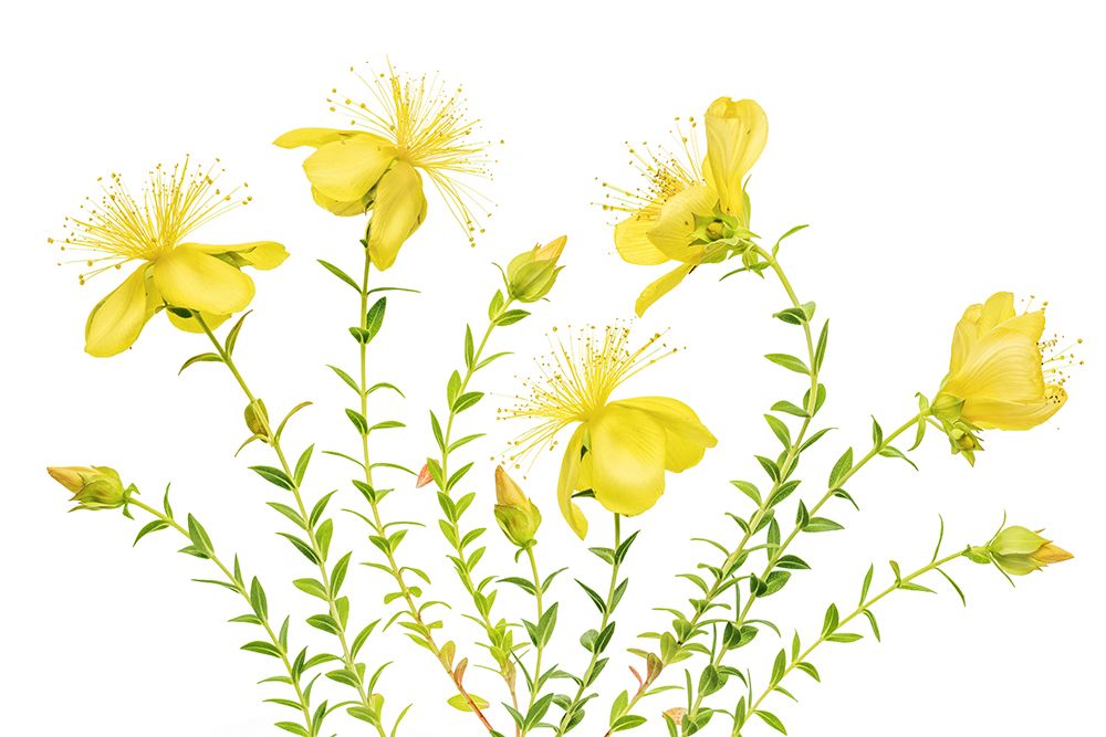 Hypericum art print by Mandy Disher for $57.95 CAD