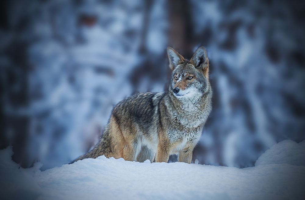 Coyote In Winter art print by Jenny Qiu for $57.95 CAD