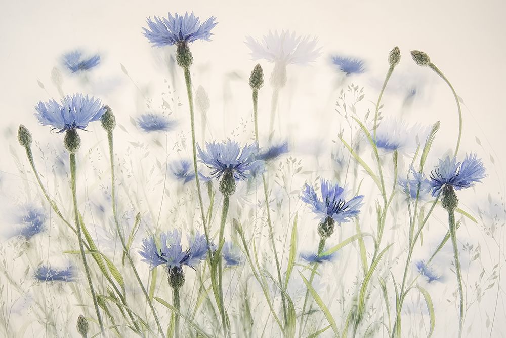 Cornflowers art print by Nel Talen for $57.95 CAD