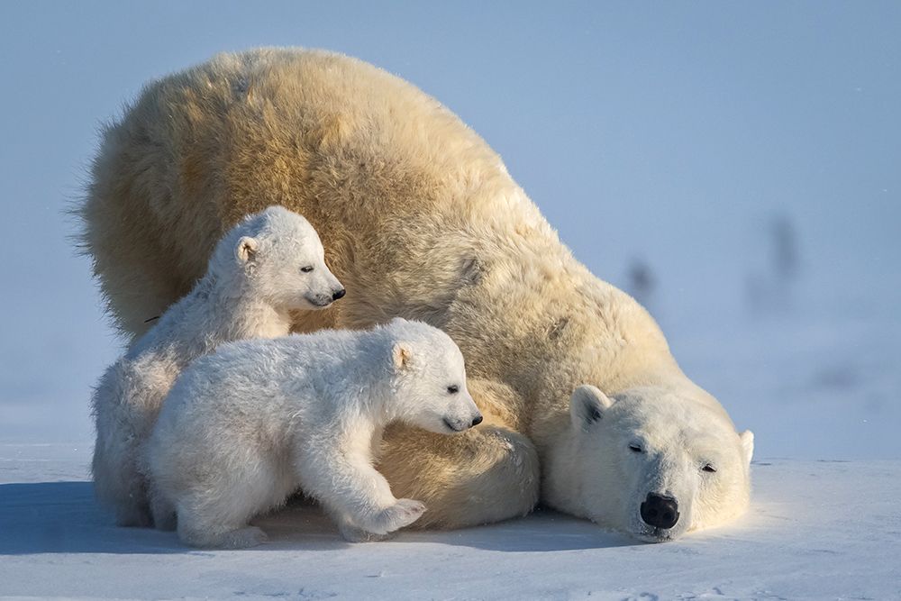 Mum-Play Together art print by Hung Tsui for $57.95 CAD
