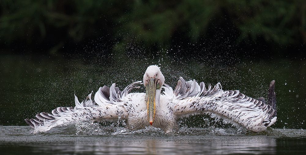 Pelican art print by C.S. Tjandra for $57.95 CAD