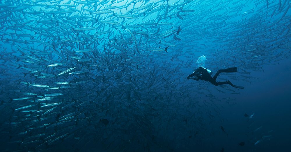 In A Fishschool Of Barracudas. art print by Dmitriy Yevtushyk for $57.95 CAD