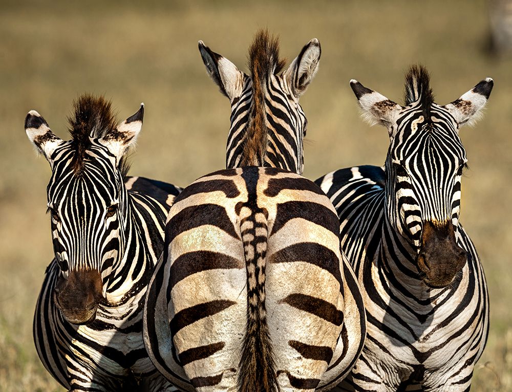 Zebra art print by Hung Tsui for $57.95 CAD