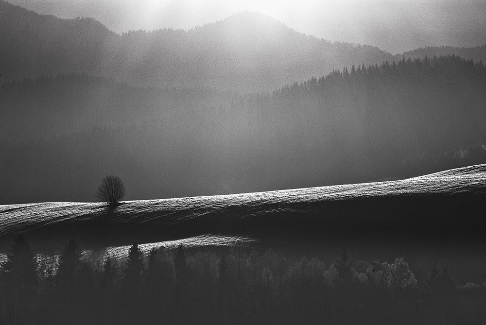 Lonely Tree art print by Lukasz Kaluza for $57.95 CAD