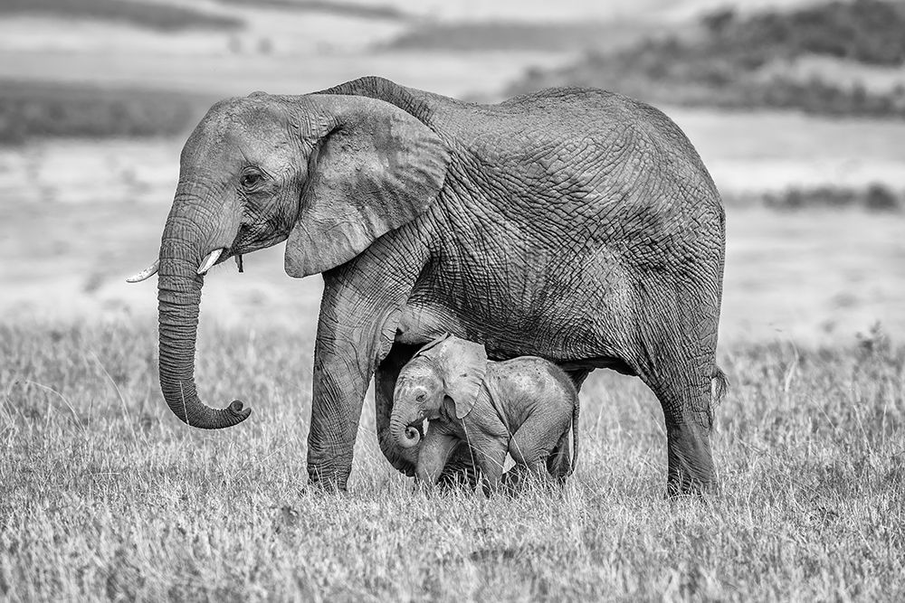 Staying Close And Protected art print by Jeffrey C. Sink for $57.95 CAD