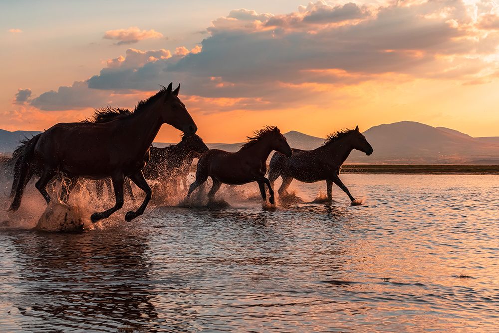Water Horses art print by Barkan Tekdogan for $57.95 CAD