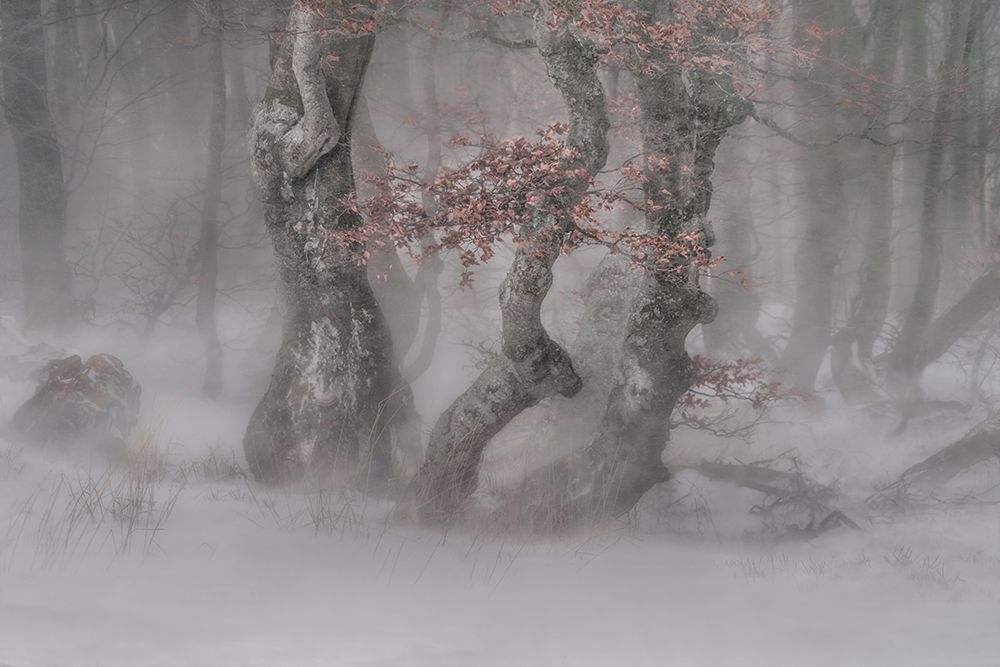 Trees in  the blizzard art print by Peter Svoboda for $57.95 CAD