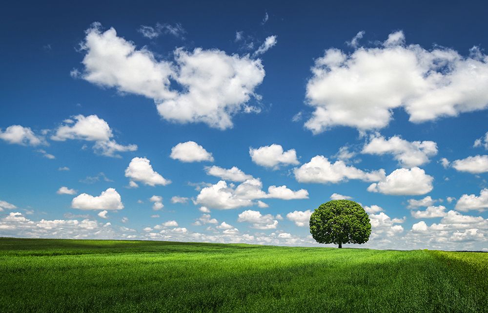 Lonely Tree art print by Bess Hamiti for $57.95 CAD
