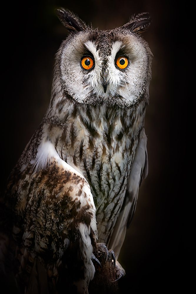 Long-Eared Owl Portrait art print by Santiago Pascual Buye for $57.95 CAD