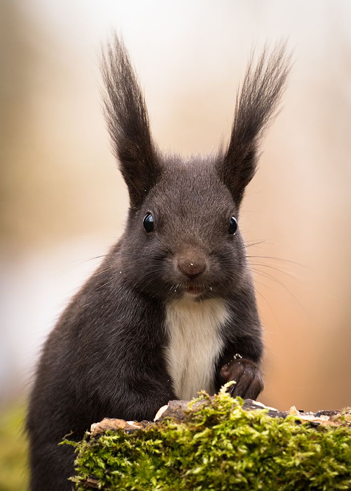 Squirrel art print by Robert Adamec for $57.95 CAD